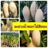 ราคา ต้นพันธุ์มะม่วงน้ำดอกไม้สีทอง กิ่งทาบ มีรากแก้ว โตไว ต้นแข็งแรงพร้อมปลูก (5448320568)