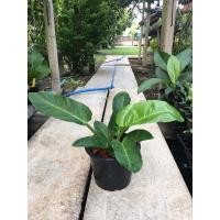 ราคา ต้นรวยทรัพย์หรือต้นเศรษฐีรวยทรัพย์ (5755225188)