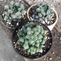 ราคา ฮาโวเทีย หยดน้ำสวยๆจ้า (7645635961)