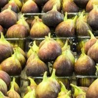 ราคา ต้นมะเดื่อฝรั่ง Figs ต้นฟิกส์ สายพันธุ์ Yellow israel ลำต้นสูง 30-40 ซม กระถาง 6 นิ้ว (11013488508)