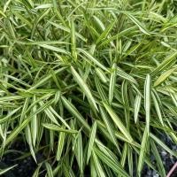 ราคา ต้นไผ่แมว หญ้าไผ่เงิน หญ้าแมว ซื้อเยอะราคาถูก Thyrsostachys siamensis Gamble (42305418478)