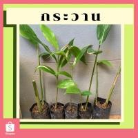 ราคา กระวาน ต้นกระวาน พืชสมุนไพร เครื่องเทศ ชำถุงดำ พร้อมปลูก (9281960250)