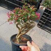 ราคา พืชกระถางของบอนไซบอนไซ (44304017868)