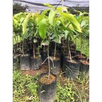 ราคา ต้นมะม่วงเบาใต้เสียบยอดขายถูก ยินดีเคลมสินค้าฟรีหากเกิดความเสียหายจากขนส่ง (10221014224)