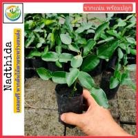 ราคา ต้นมะกรูด เเท้ (ใบใหญ่) (ชำกิ่ง) ไม่กลายพันธุ์ กล้าไม้พร้อมแลูก มะกรูด สมุนไพร Nadthida (7837434130)