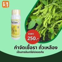 ราคา ถั่วเหลือง ใบไหม้ ใบจุด เน่าดำ กำจัดโรคถั่วเหลือง จากเชื้อราต่างๆ ปลอดสารพิษ ไอเอส และ FK-T(ใช้ได้ทุกพืช) โดย FK (18258630056)