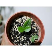 ราคา กวักมรกตใบด่าง ด่างขอบทั้งหน้าและหลังใบ (10209198295)