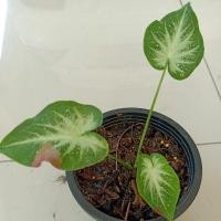 ราคา ❌❌ปิดค่ะ❌❌ชายชล/บอนสีชายชลส่งต้นนี้ในรูปค่ะ (4497733945)