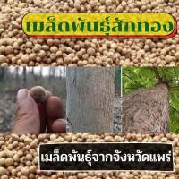 ราคา เมล็ดพันธุ์สักทอง เมล็ดสักทอง เมล็ดพันธุ์ต้นสักทอง ของใหม่ปีนี้เพิ่งเก็บจากต้นจากจังหวัดแพร่ 1 เมล็ด #พืชเศรษฐกิจ (9034140103)