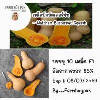 ราคา เมล็ดฟักทองบัตเตอร์นัท ฟักบัตเตอร์นัท 10เมล็ดมีบริการเก็บเงินปลายทาง (7033964735)