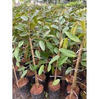 ราคา ต้นทุเรียนชะนีไข่ เสียบยอด ต้นใหญ่ ดสียหายเคลมฟรี (12398781161)