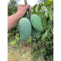 ราคา มะม่วงเขียวมรกต(ทองดำ) (14297695341)