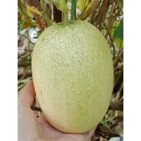 ราคา แตงดอย แตงม้ง แตงกระเหรี่ยง (7673165491)