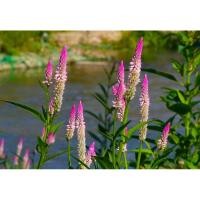 ราคา หงอนไก่ ต้นหงอนไก่ไทย หงอนไก่ดง ดอกหงอนไก่ ชุดละ100เมล็ด ดอกไม้สมุนไพร (23255833320)