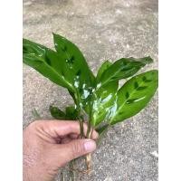 ราคา คล้ากาเหว่าเขียว ไม้มงคลใบสวย ไม้ฟอกอากาศ ไม้ร่มรำไร (13210844533)