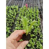 ราคา ต้นกล้าผักสลัดแก้ว ผักกาดแก้ว ต้นกล้าละ 10บาท ซื้อ 10แถม2 (24924104995)