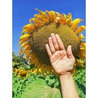 ราคา ขายถูก เมล็ดพันธุ์ทานตะวัน แมมมอธ (1000เมล็ด) ปลูกโชว์สวยงาม ทนแล้ง ดอกใหญ่ โตเร็ (7419330482)