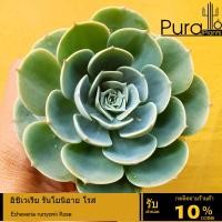 ราคา ต้นไม้อวบน้ำ กุหลาบหิน อิชิเวเรีย รันโยนิอาย โรส Echeveria runyonii Rose #succulent #Echeveria (20179326439)