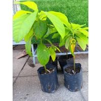 ราคา ต้นอโวคาโด้ เพาะเมล็ด คละสายพันธ์ (29279026233)