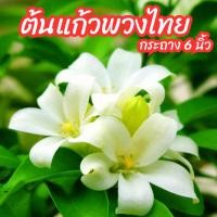 ราคา ต้นแก้วพวงไทยดอกหอม แก้วโบราณ ดอกมีกลิ่นหอม ดอกออกทั้งปี (10607656548)