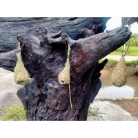 ราคา รังนกกระจาบ แพ๊ค 5 รัง (14060926583)