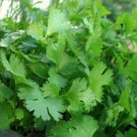 ราคา 1200 เมล็ด ผักชี ผักชีลา ผักหอมป้อม ผักหอมน้อย ผักหอม Cilantro Coriander Seeds สายพันธุ์ ผักหอมป้อม (43922570346)