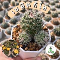 ราคา A Little cactus| แคคตัส กระบองเพชร เบนิกกิไอ (22951518816)
