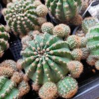 ราคา กระบองเพชร แคคตัส อิชินอฟ ดาวล้อมเดือน (Echinopsis calochlora K.Schum) (4917495618)