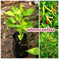 ราคา พริกกะเหรี่ยง พริกคู่ครัว รสชาติเผ็ด ต้นกล้าเเข็งเเรง พร้อมปลูก (14741092942)