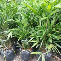 ราคา ต้นจั๋งแคระ ทรงสวย ช่วยฟอกอากาศ (24000312053)