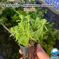 ราคา สาหร่ายญี่ปุ่น - myriophyllum elatinoides (Fox tail) พร้อมปลูก ต้นไม้น้ำ ต้นไม้ตกแต่งตู้ปลา อุปกรณ์ตู้ปลา (15396477395)