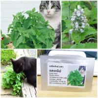 ราคา เมล็ดพันธุ์ แคทนิป (Catnip Seed) บรรจุ 1000 เมล็ด คุณภาพดี ราคาถูก ของแท้ 100% (23664735364)