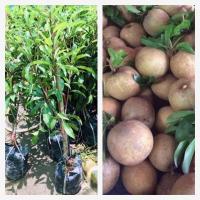 ราคา ต้นละมุดสาลี่ยักษ์เวียดนาม(กิ่งทาบ)(1ต้น)ราคา240บาท (5154001899)