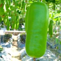 ราคา น้ำเต้า พันธุ์ลูกยาว ซอง เมล็ดพันธุ์ เมล็ดพันธุ์ผัก ผักสวนครัว ผักเจียไต๋ ประมาณ 10 เมล็ด-UPO SEEDS (40661889821)