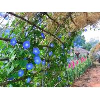 ราคา ต้นพันธุ์ มอนิ่งกลอรี่ ถุงดำ 29 บาท พร้อมปลูก ส่งคละสี ดอกผักบุ้ง ผักบุ้งฝรั่ง Morning Glory มอร์นิ่งกลอรี่ (44201346312)