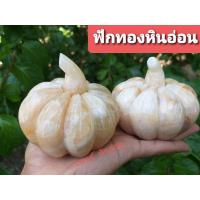 ราคา [ส่งฟรี]ฟักทองหินอ่อน ฟักทองหินน้ำผึ้ง ฟักทองหินแก้ว ฟักเงินฟักทอง (12029953533)