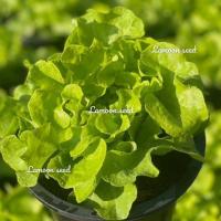 ราคา เมล็ดพันธุ์ผักสลัดกรีนโอ๊ค Green oak บรรจุ 500 เมล็ด (23028486472)