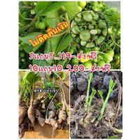 ราคา เหง้าผักสาบผักอีนูนตัวเมีย (26808643758)