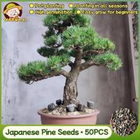 ราคา 50เมล็ด/แพ็ค เมล็ดพันธุ์ เมล็ดสนญี่ปุ่น Japanese Pine Seeds พันธุ์สนขาวญี่ปุ่น สนดำญี่ปุ่น เมล็ดดอกไม้ คุณภาพดี ราคาถูก (45254850660)