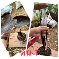 ราคา colocasia black coral / แบล็คโครอล (12966275810)