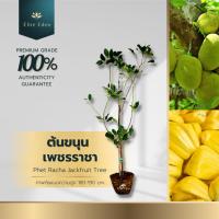 ราคา ต้นขนุนเพชรราชา สูง 60-140 cm. (ต้นเล็ก) ยวงใหญ่รสหวานเนื้อนุ่มเมล็ดเล็ก (24875428259)