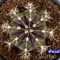 ราคา ❤️❤️มีส่งด่วน❤️❤️ยิมโน โคลน Rusty /Cactus /Gymno/Gymnocalycium/แคคตัส/ยิมโนด่าง/ไม้ชำหน่อ​ (26086899881)