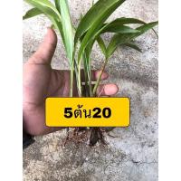 ราคา หมากนวลหรือปล์ามเยอรมันปลูกประดับสวนหรือทำเป็นบอนไซหมากก็ได้ค่ะ (12060055287)
