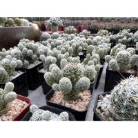 ราคา แคคตัสแมมตุ๊กตาญี่ปุ่น (Mammillaria gracilis) (17061890438)
