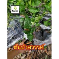 ราคา ต้นบัวสวรรค์​ ดอก​หอม​ ดอกสวย​ บัวสวรรค์​ (ต้นเล็ก)​ (9182034791)