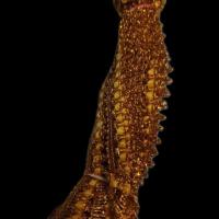 ราคา ริบบิ้น สีทองขนาดกว้างประมาณ 1.2 เซนติเมตร ยาวประมาณ 6-7 เมตร (7527593162)