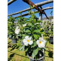 ราคา ต้นอมรเบิกฟ้า ดอกสีขาว/ชมพู ไม้มงคล ส่งทั้งกระถาง (12474453054)