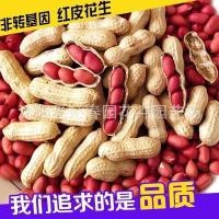 ราคา พร้อมสต็อกจัดส่งที่รวดเร็ว สูง-ผลิตผิวสีแดงสี่เมล็ดถั่วลิสงผิวสุกเร็วเมล็ดดิบบางเมล็ดถั่วลิสงขนาดใหญ่คุณภาพสูงเปลือกสีแดงเมล็ดถั892260117 (52804814172)