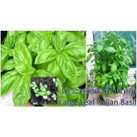 ราคา เมล็ดพันธุ์ โหระพาอิตาลี ใบใหญ่ โหระพา 100 เมล็ด - Large Leaf Italian Basil เมล็ดพันธุ์นำเข้ามาจากประเทศสหรัฐอเมริกา (7834167064)