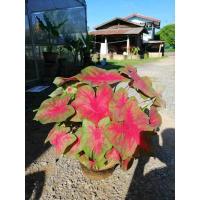 ราคา เงาะถอดรูป บอนโบราณ บอนสี (14604948398)